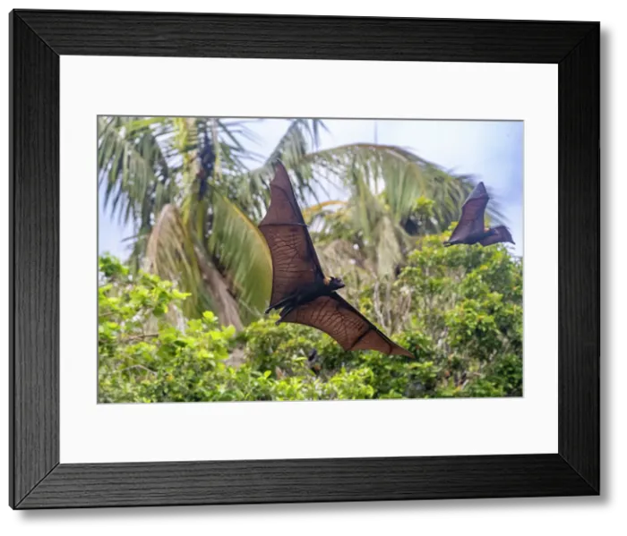 Framed Print : Common tube-nosed fruit bats (Nyctimene albiventer), in the air over Pulau Panaki, Raja Ampat, Indonesia, Southeast Asia, Asia Framed Print : Common tube-nosed fruit bats (Nyctimene albiventer), in the air over Pulau Panaki, Raja Ampat, Indonesia, Southeast Asia, Asia