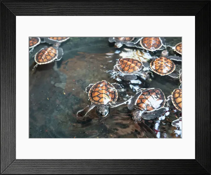 Framed Print : A tub full of green sea turtle hatchlings (Chelonia mydas), Tangkoko National Preserve on Sulawesi Island, Indonesia, Southeast Asia, Asia Framed Print : A tub full of green sea turtle hatchlings (Chelonia mydas), Tangkoko National Preserve on Sulawesi Island, Indonesia, Southeast Asia, Asia