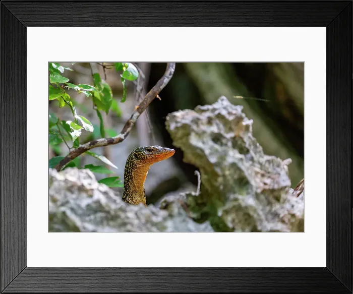 Framed Print : An adult Mangrove monitor (Varanus indicus), searching for food in Wayag Bay, Raja Ampat, Indonesia, Southeast Asia, Asia