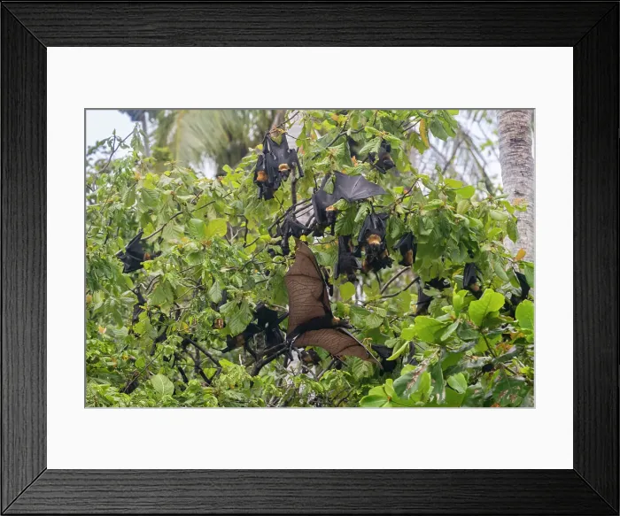 Framed Print : Common tube-nosed fruit bats (Nyctimene albiventer), roosting on Pulau Panaki, Raja Ampat, Indonesia, Southeast Asia, Asia Framed Print : Common tube-nosed fruit bats (Nyctimene albiventer), roosting on Pulau Panaki, Raja Ampat, Indonesia, Southeast Asia, Asia