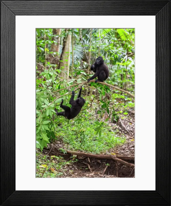 Framed Print : Young Celebes crested macaque (Macaca nigra), at play in Tangkoko Batuangus Nature Reserve, Sulwesi, Indonesia, Southeast Asia, Asia Framed Print : Young Celebes crested macaque (Macaca nigra), at play in Tangkoko Batuangus Nature Reserve, Sulwesi, Indonesia, Southeast Asia, Asia