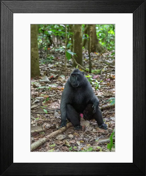 Framed Print : An adult male Celebes crested macaque (Macaca nigra), foraging in Tangkoko Batuangus Nature Reserve, Sulawesi, Indonesia, Southeast Asia, Asia Framed Print : An adult male Celebes crested macaque (Macaca nigra), foraging in Tangkoko Batuangus Nature Reserve, Sulawesi, Indonesia, Southeast Asia, Asia