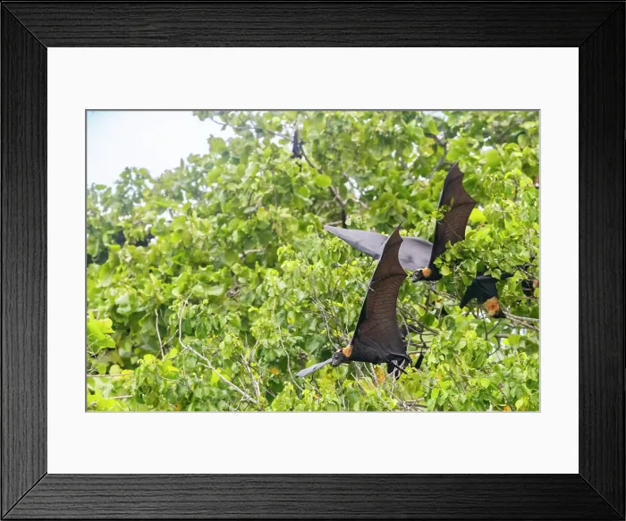Framed Print : Common tube-nosed fruit bats (Nyctimene albiventer), in the air over Pulau Panaki, Raja Ampat, Indonesia, Southeast Asia, Asia Framed Print : Common tube-nosed fruit bats (Nyctimene albiventer), in the air over Pulau Panaki, Raja Ampat, Indonesia, Southeast Asia, Asia