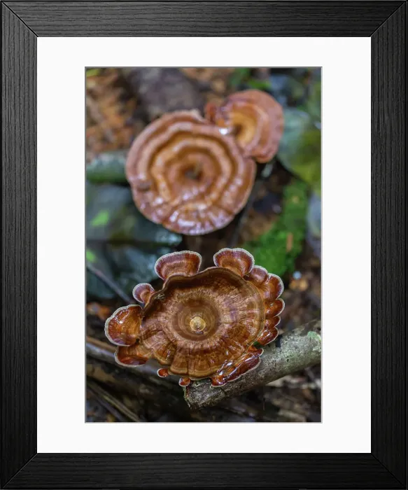 Framed Print : Yellow stemmed micropore (Microporus xanthopus), growing on Waigeo Island, Raja Ampat, Indonesia, Southeast Asia, Asia Framed Print : Yellow stemmed micropore (Microporus xanthopus), growing on Waigeo Island, Raja Ampat, Indonesia, Southeast Asia, Asia
