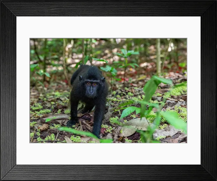 Framed Print : Young Celebes crested macaque (Macaca nigra), foraging in Tangkoko Batuangus Nature Reserve, Sulawesi, Indonesia, Southeast Asia, Asia Framed Print : Young Celebes crested macaque (Macaca nigra), foraging in Tangkoko Batuangus Nature Reserve, Sulawesi, Indonesia, Southeast Asia, Asia