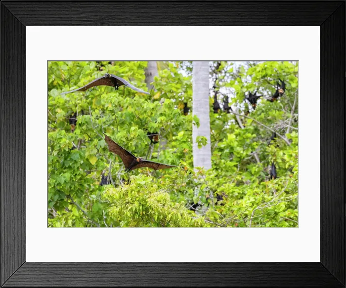 Framed Print : Common tube-nosed fruit bats (Nyctimene albiventer), in the air on Pulau Panaki, Raja Ampat, Indonesia, Southeast Asia, Asia Framed Print : Common tube-nosed fruit bats (Nyctimene albiventer), in the air on Pulau Panaki, Raja Ampat, Indonesia, Southeast Asia, Asia