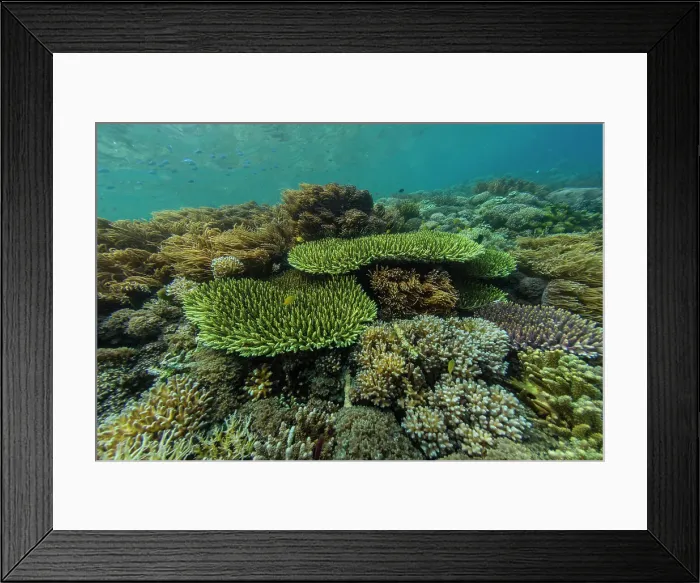 Framed Print : Abundant life in the crystal clear water in the shallow reefs off Sandy Beach, Manta Point, Raja Ampat, Indonesia, Southeast Asia, Asia Framed Print : Abundant life in the crystal clear water in the shallow reefs off Sandy Beach, Manta Point, Raja Ampat, Indonesia, Southeast Asia, Asia