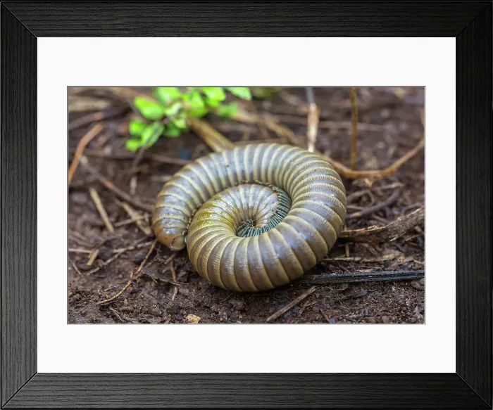 Framed Print : A millipede in the family Spirobolidae in the order Spirobolida, Waigeo Island, Raja Ampat, Indonesia, Southeast Asia, Asia Framed Print : A millipede in the family Spirobolidae in the order Spirobolida, Waigeo Island, Raja Ampat, Indonesia, Southeast Asia, Asia
