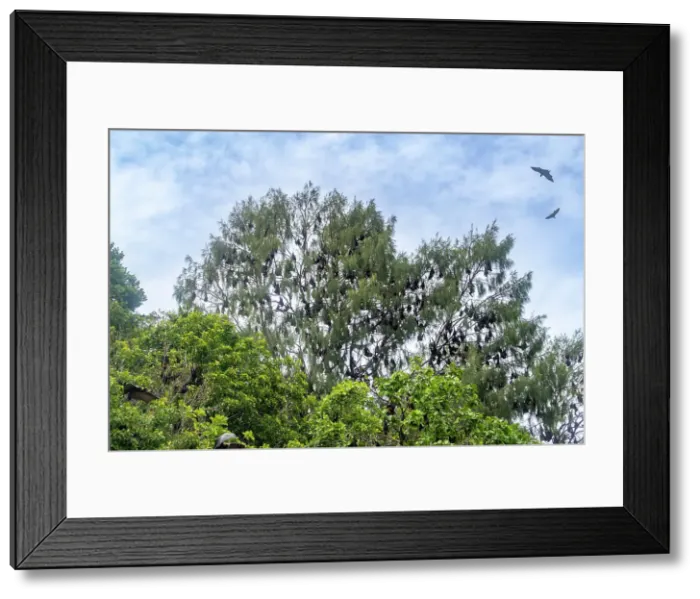 Framed Print : Common tube-nosed fruit bats (Nyctimene albivente)r, in the air over Pulau Panaki, Raja Ampat, Indonesia, Southeast Asia, Asia