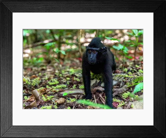 Framed Print : Young Celebes crested macaque (Macaca nigra), foraging in Tangkoko Batuangus Nature Reserve, Sulawesi, Indonesia, Southeast Asia, Asia Framed Print : Young Celebes crested macaque (Macaca nigra), foraging in Tangkoko Batuangus Nature Reserve, Sulawesi, Indonesia, Southeast Asia, Asia