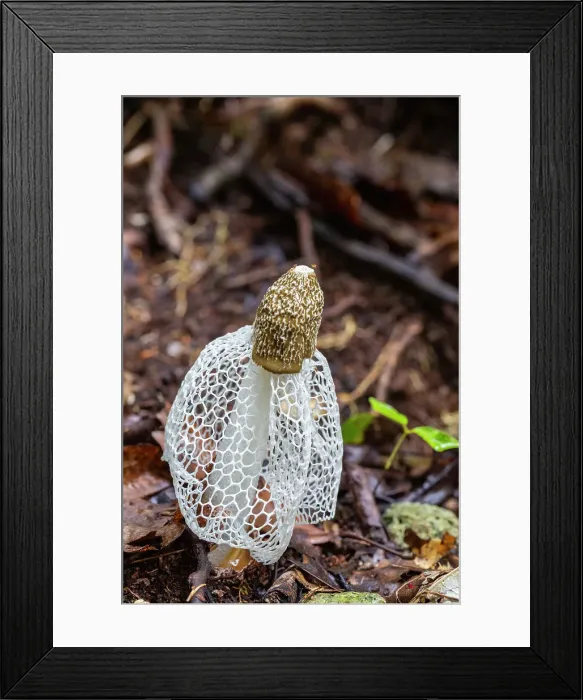 Framed Print : Bridal veil stinkhorn (Phallus indusiatus), growing on Waigeo Island, Raja Ampat, Indonesia, Southeast Asia, Asia Framed Print : Bridal veil stinkhorn (Phallus indusiatus), growing on Waigeo Island, Raja Ampat, Indonesia, Southeast Asia, Asia