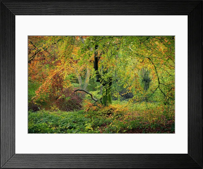 Framed Print : Broadleaved woodland in autumn, United Kingdom, Europe Framed Print : Broadleaved woodland in autumn, United Kingdom, Europe