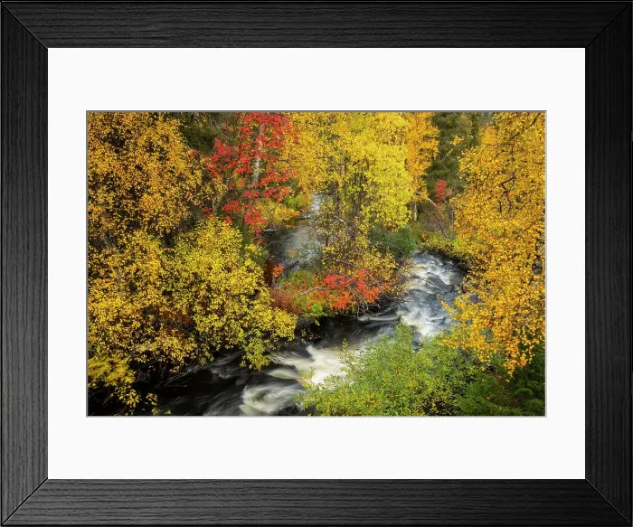 Framed Print : Silver birch (Betula pendula) and Rowan (Sorbus aucuparia) and stream, autumn colour, Muonio, Lapland, Finland, Europe Framed Print : Silver birch (Betula pendula) and Rowan (Sorbus aucuparia) and stream, autumn colour, Muonio, Lapland, Finland, Europe