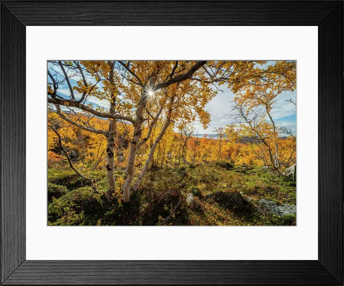 Framed Print : Silver birch (Betula pendula) on fell top, Kilpisjarvi, Lapland, Finland, Europe Framed Print : Silver birch (Betula pendula) on fell top, Kilpisjarvi, Lapland, Finland, Europe