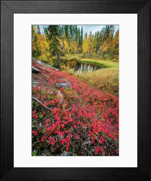 Framed Print : Northern bilberry (Vaccinium uliginosum), bog and pine forest, Muonio, Lapland, Finland, Europe Framed Print : Northern bilberry (Vaccinium uliginosum), bog and pine forest, Muonio, Lapland, Finland, Europe