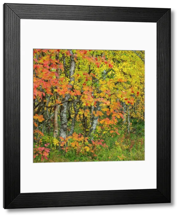 Framed Print : Rowan (Sorbus aucuparia), autumn colour, Muonio, Lapland, Finland, Europe Framed Print : Rowan (Sorbus aucuparia), autumn colour, Muonio, Lapland, Finland, Europe