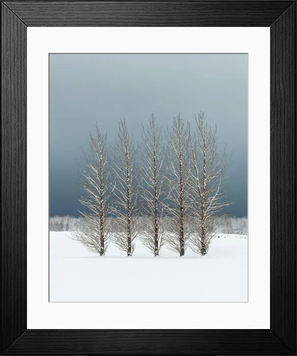 Framed Print : Trees in snowy field, Skogar, Iceland, Polar Regions Framed Print : Trees in snowy field, Skogar, Iceland, Polar Regions