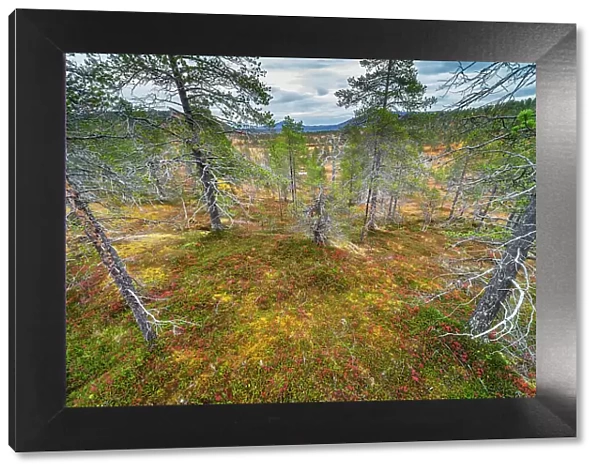Pine forest, autumn colour, Anderdalen National Park, Senja, Troms og Finnmark, Norway, Scandinavia, Europe