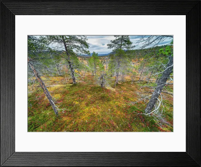 Framed Print : Pine forest, autumn colour, Anderdalen National Park, Senja, Troms og Finnmark, Norway, Scandinavia, Europe Framed Print : Pine forest, autumn colour, Anderdalen National Park, Senja, Troms og Finnmark, Norway, Scandinavia, Europe