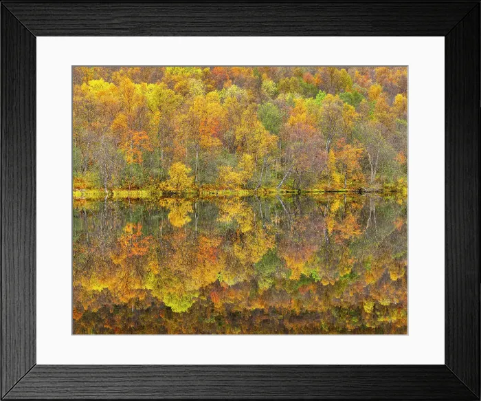 Framed Print : Silver birch reflected in lake in autumn, Senja, Troms og Finnmark, Norway, Scandinavia, Europe Framed Print : Silver birch reflected in lake in autumn, Senja, Troms og Finnmark, Norway, Scandinavia, Europe