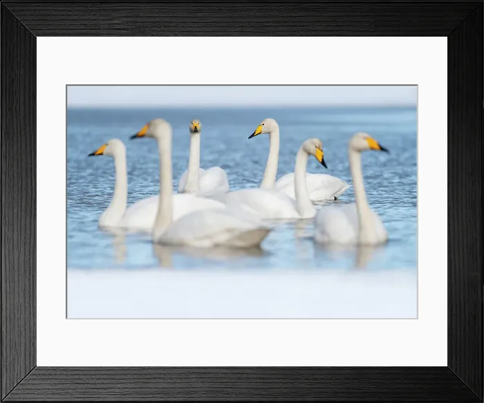 Framed Print : Whooper swan (Cygnus cygnus) group in partially frozen lake, Finland, Europe Framed Print : Whooper swan (Cygnus cygnus) group in partially frozen lake, Finland, Europe