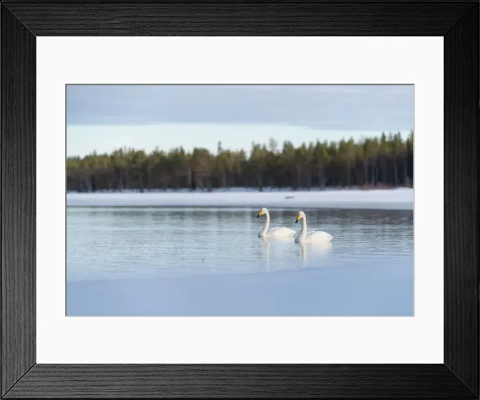 Framed Print : Whooper swan (Cygnus cygnus) swimming in lake, Finland, Europe Framed Print : Whooper swan (Cygnus cygnus) swimming in lake, Finland, Europe