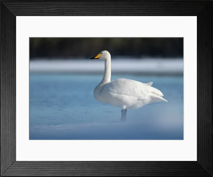 Framed Print : Whooper swan (Cygnus cygnus) standing on edge of partially frozen lake, Finland, Europe Framed Print : Whooper swan (Cygnus cygnus) standing on edge of partially frozen lake, Finland, Europe