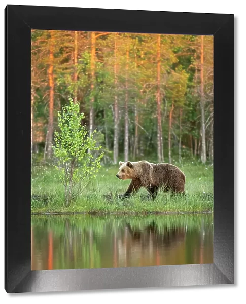 Eurasian brown bear (Ursus arctos arctos) adult, walking along edge of lake in evening sunlight, Finland, Europe