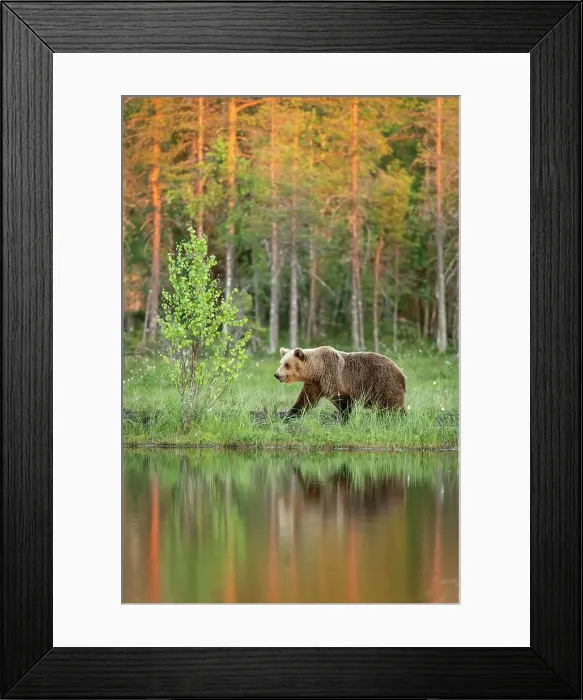 Framed Print : Eurasian brown bear (Ursus arctos arctos) adult, walking along edge of lake in evening sunlight, Finland, Europe Framed Print : Eurasian brown bear (Ursus arctos arctos) adult, walking along edge of lake in evening sunlight, Finland, Europe