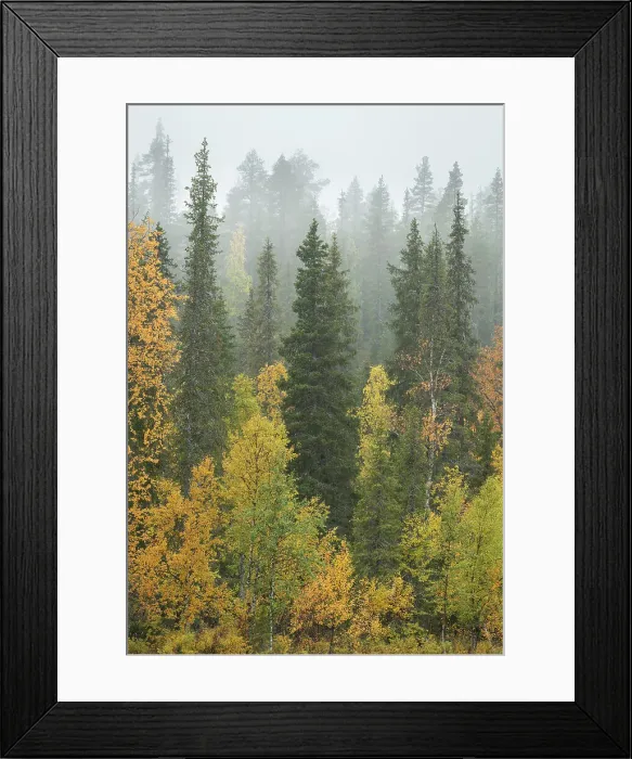 Framed Print : Silver birch and pine trees in mist, Taiga forest, autumn colour, Finland, Europe Framed Print : Silver birch and pine trees in mist, Taiga forest, autumn colour, Finland, Europe