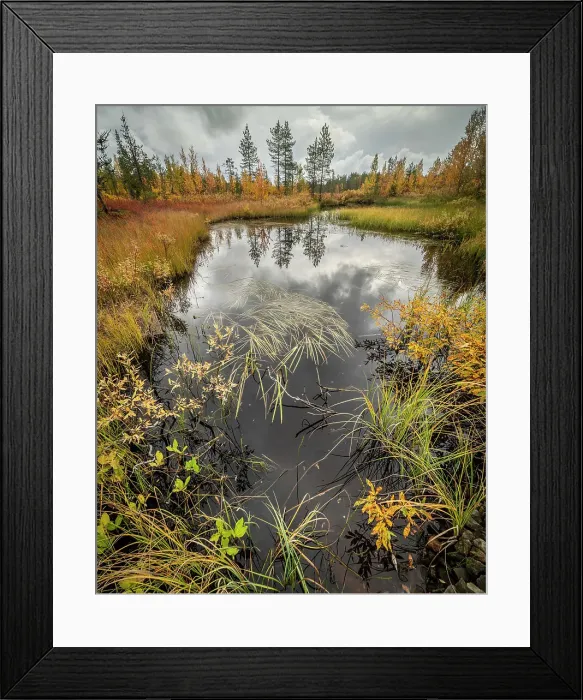 Framed Print : Marsh pool and grasses, autumn colour, Finland, Europe Framed Print : Marsh pool and grasses, autumn colour, Finland, Europe
