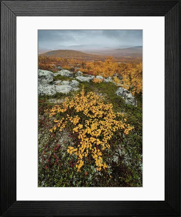 Framed Print : View looking towards Tarvantovaara Wilderness Area with silver birch in autumn colour, Finland, Europe Framed Print : View looking towards Tarvantovaara Wilderness Area with silver birch in autumn colour, Finland, Europe
