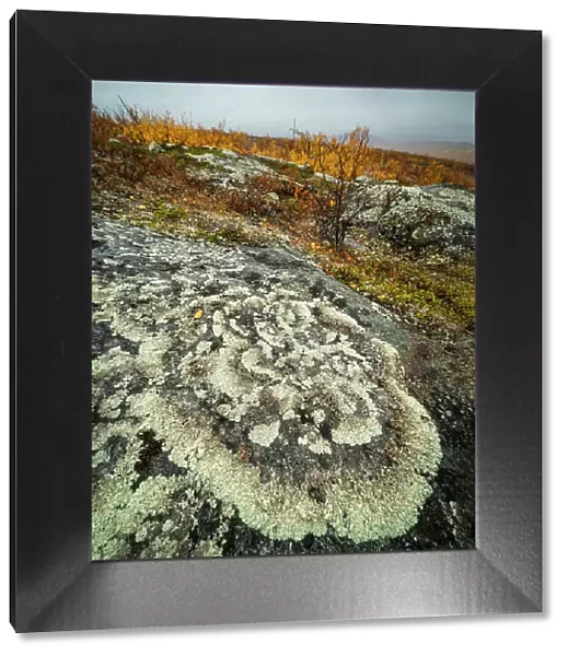 Lichen covered rock, Finland, Europe