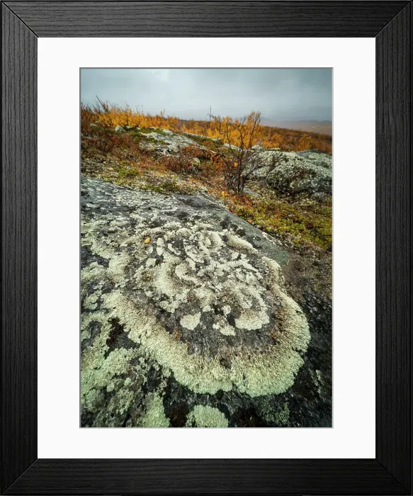 Framed Print : Lichen covered rock, Finland, Europe