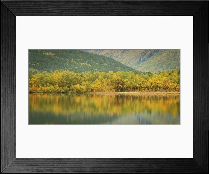 Framed Print : Silver birch (Betula pendula) reflected in lake, Norway, Scandinavia, Europe Framed Print : Silver birch (Betula pendula) reflected in lake, Norway, Scandinavia, Europe