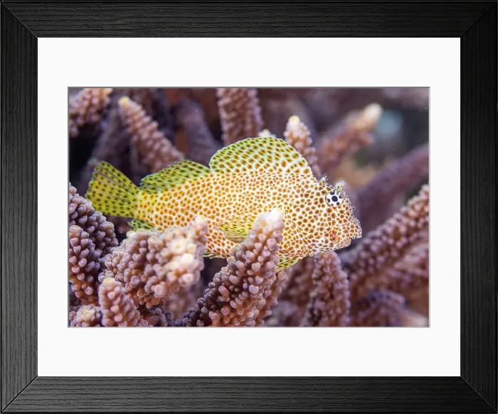 Framed Print : An adult leopard blenny (Exallias brevis), off Bangka Island, near Manado, Sulawesi, Indonesia, Southeast Asia, Asia Framed Print : An adult leopard blenny (Exallias brevis), off Bangka Island, near Manado, Sulawesi, Indonesia, Southeast Asia, Asia