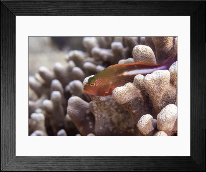Framed Print : An adult arc-eye Hawkfish (Paracirrhites arcatus), off Bangka Island, near Manado, Sulawesi, Indonesia, Southeast Asia, Asia Framed Print : An adult arc-eye Hawkfish (Paracirrhites arcatus), off Bangka Island, near Manado, Sulawesi, Indonesia, Southeast Asia, Asia