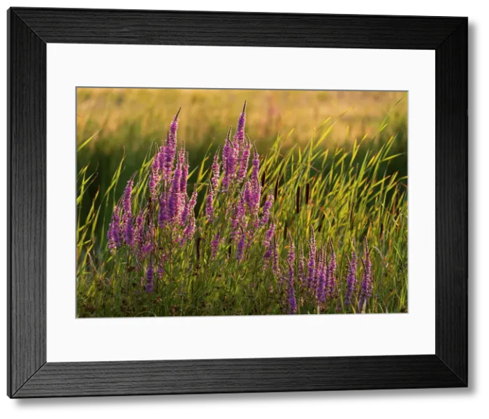 Framed Print : Purple loosestrife (Lythrum salicaria) in evening sunlight, Elmley Nature Reserve, Isle of Sheppey, Kent, England, United Kingdom, Europe Framed Print : Purple loosestrife (Lythrum salicaria) in evening sunlight, Elmley Nature Reserve, Isle of Sheppey, Kent, England, United Kingdom, Europe