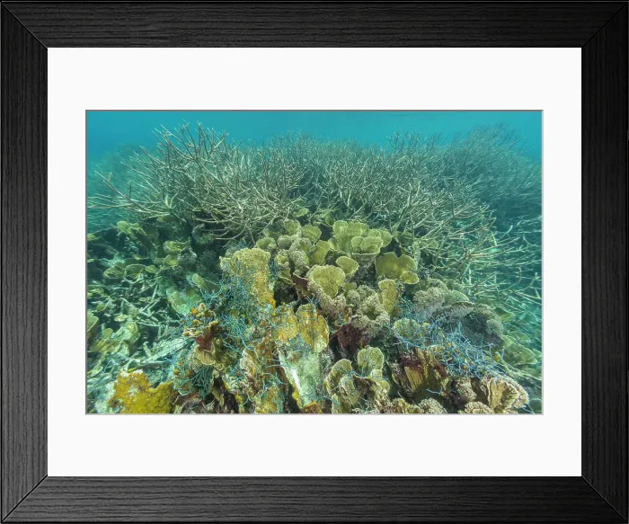 Framed Print : Fishing net imbedded in the coral in the crystal clear water in the shallow reefs off Wayag Bay, Raja Ampat, Indonesia, Southeast Asia, Asia Framed Print : Fishing net imbedded in the coral in the crystal clear water in the shallow reefs off Wayag Bay, Raja Ampat, Indonesia, Southeast Asia, Asia