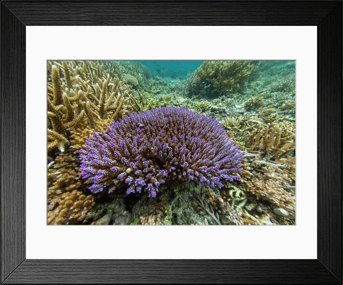 Framed Print : Abundant life in the crystal clear water in the shallow reefs off Sandy Beach, Manta Point, Raja Ampat, Indonesia, Southeast Asia, Asia Framed Print : Abundant life in the crystal clear water in the shallow reefs off Sandy Beach, Manta Point, Raja Ampat, Indonesia, Southeast Asia, Asia