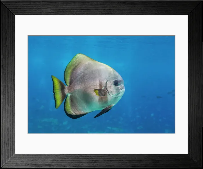 Framed Print : An adult golden spadefish (Platax boersii), off Sauwaderek Village Reef, Raja Ampat, Indonesia, Southeast Asia, Asia Framed Print : An adult golden spadefish (Platax boersii), off Sauwaderek Village Reef, Raja Ampat, Indonesia, Southeast Asia, Asia