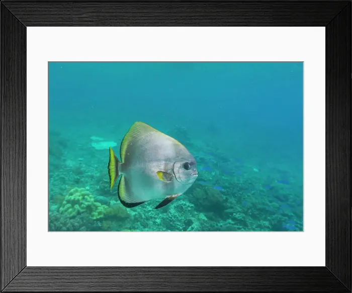 Framed Print : An adult golden spadefish (Platax boersii), off Sauwaderek Village Reef, Raja Ampat, Indonesia, Southeast Asia, Asia Framed Print : An adult golden spadefish (Platax boersii), off Sauwaderek Village Reef, Raja Ampat, Indonesia, Southeast Asia, Asia