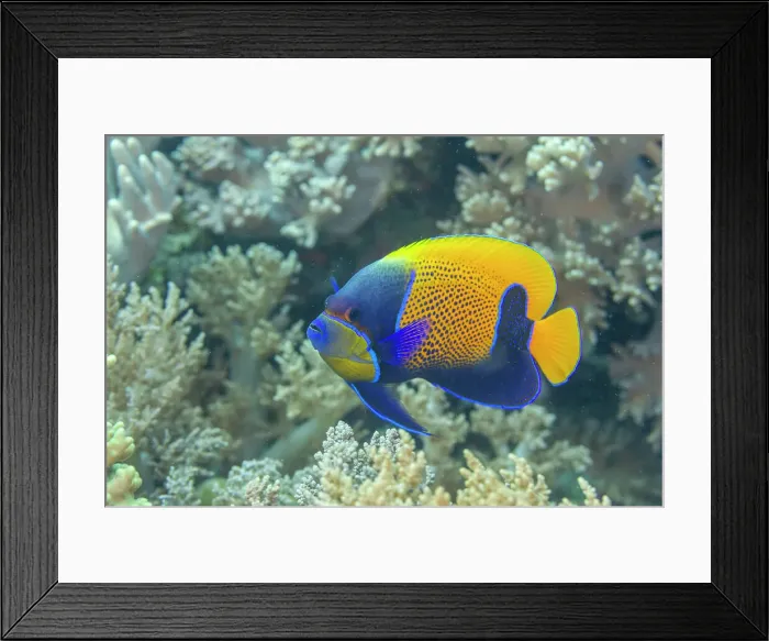Framed Print : An adult blue girdle angelfish (Pomacanthus navarchus), off Bangka Island, off the northeastern tip of Sulawesi, Indonesia, Southeast Asia, Asia Framed Print : An adult blue girdle angelfish (Pomacanthus navarchus), off Bangka Island, off the northeastern tip of Sulawesi, Indonesia, Southeast Asia, Asia