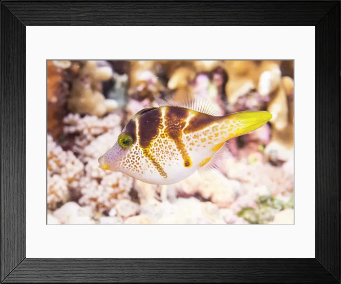 Framed Print : An adult mimic filefish (Paraluteres prionurus), off Bangka Island, near Manado, Sulawesi, Indonesia, Southeast Asia, Asia Framed Print : An adult mimic filefish (Paraluteres prionurus), off Bangka Island, near Manado, Sulawesi, Indonesia, Southeast Asia, Asia
