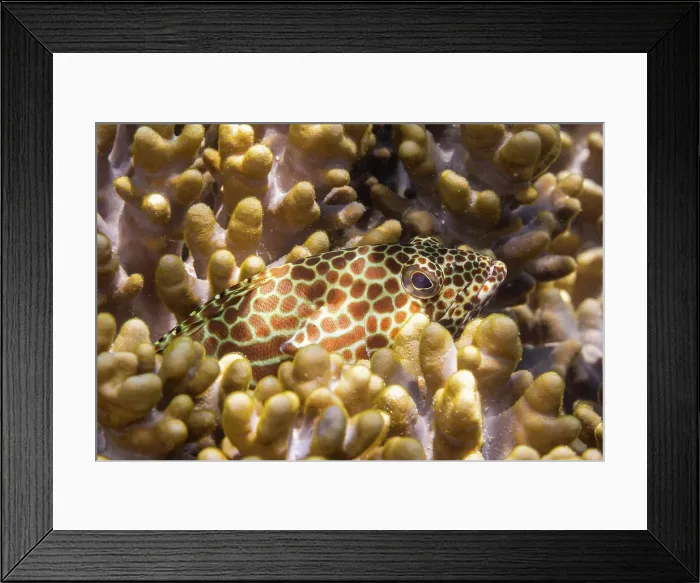 Framed Print : An adult honeycomb grouper (Epinephelus merra), off Bangka Island, near Manado, Sulawesi, Indonesia, Southeast Asia, Asia Framed Print : An adult honeycomb grouper (Epinephelus merra), off Bangka Island, near Manado, Sulawesi, Indonesia, Southeast Asia, Asia