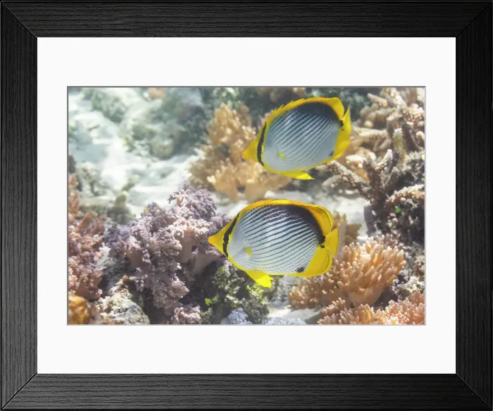 Framed Print : A pair of adult blackback butterflyfish (Chaetodon melannotus), off Bangka Island, near Manado, Sulawesi, Indonesia, Southeast Asia, Asia Framed Print : A pair of adult blackback butterflyfish (Chaetodon melannotus), off Bangka Island, near Manado, Sulawesi, Indonesia, Southeast Asia, Asia