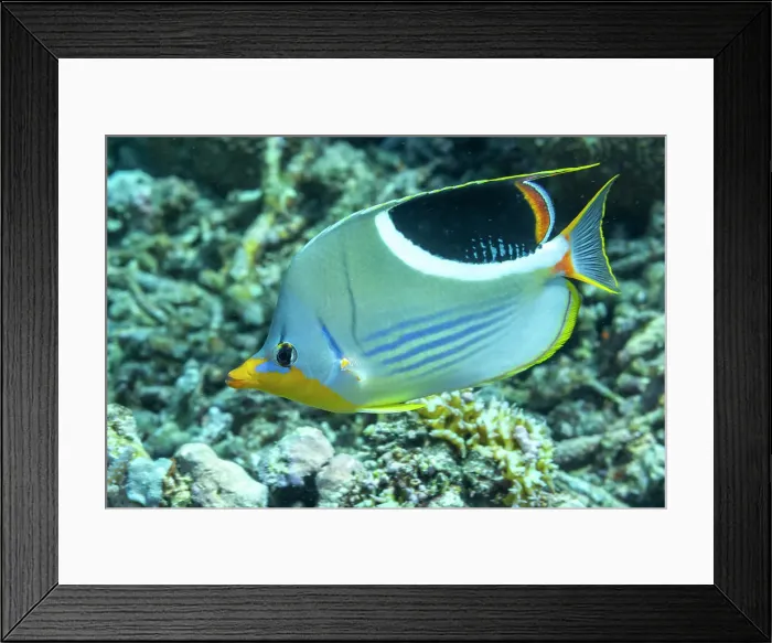 Framed Print : An adult saddle butterflyfish (Chaetodon ephippium), off Kri Island, Raja Ampat, Indonesia, Southeast Asia, Asia Framed Print : An adult saddle butterflyfish (Chaetodon ephippium), off Kri Island, Raja Ampat, Indonesia, Southeast Asia, Asia