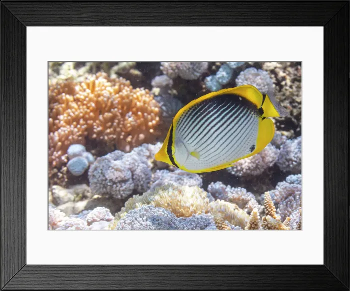 Framed Print : An adult blackback butterflyfish (Chaetodon melannotus), off Bangka Island, near Manado, Sulawesi, Indonesia, Southeast Asia, Asia Framed Print : An adult blackback butterflyfish (Chaetodon melannotus), off Bangka Island, near Manado, Sulawesi, Indonesia, Southeast Asia, Asia