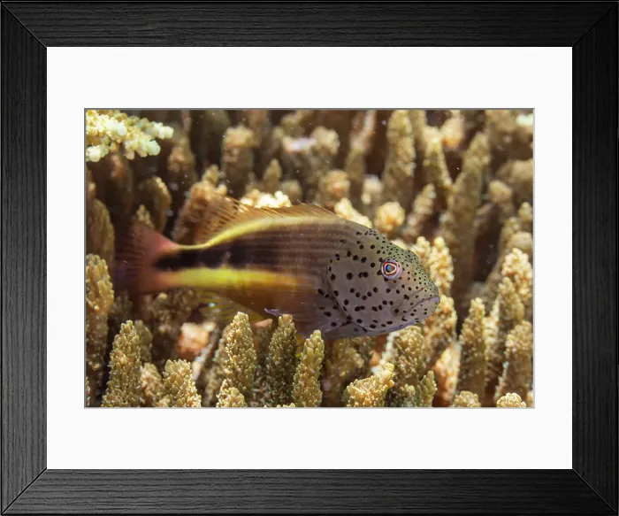 Framed Print : An adult freckled hawkfish (Paracirrhites forsteri), off Bangka Island, near Manado, Sulawesi, Indonesia, Southeast Asia, Asia Framed Print : An adult freckled hawkfish (Paracirrhites forsteri), off Bangka Island, near Manado, Sulawesi, Indonesia, Southeast Asia, Asia
