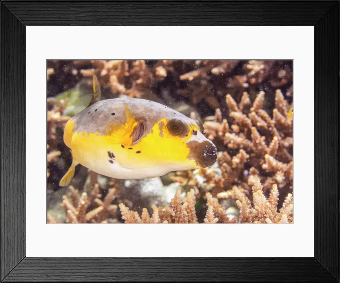 Framed Print : An adult blackspotted puffer (Arothron nigropunctatus), off Bangka Island, near Manado, Sulawesi, Indonesia, Southeast Asia, Asia Framed Print : An adult blackspotted puffer (Arothron nigropunctatus), off Bangka Island, near Manado, Sulawesi, Indonesia, Southeast Asia, Asia
